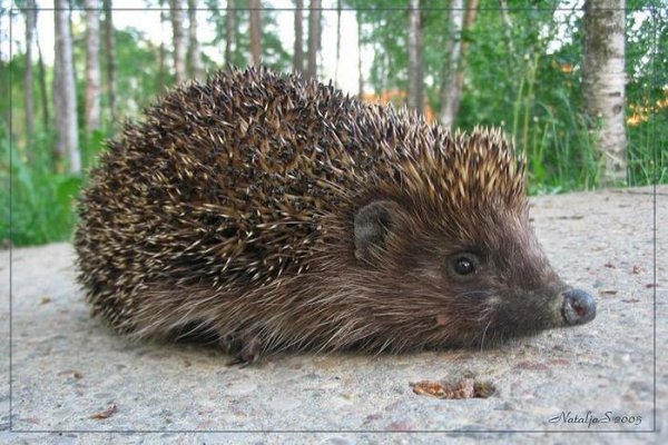 Еж в зимнем лесу