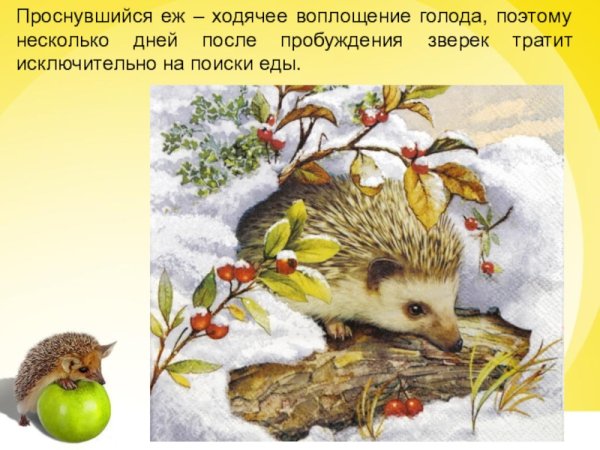 Ежик картина маслом