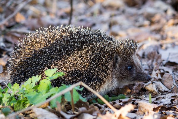 Еж обыкновенный Лесной