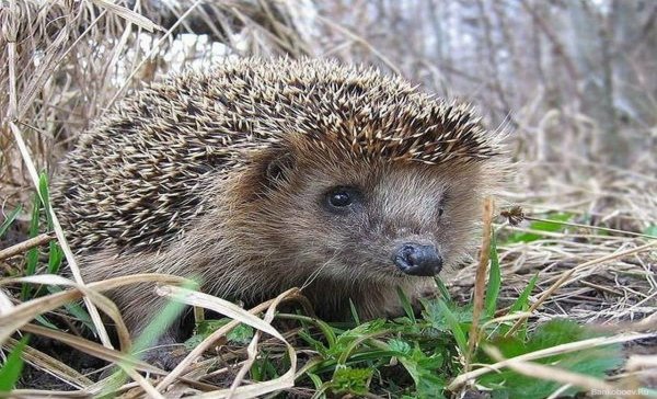 Ёжик летом
