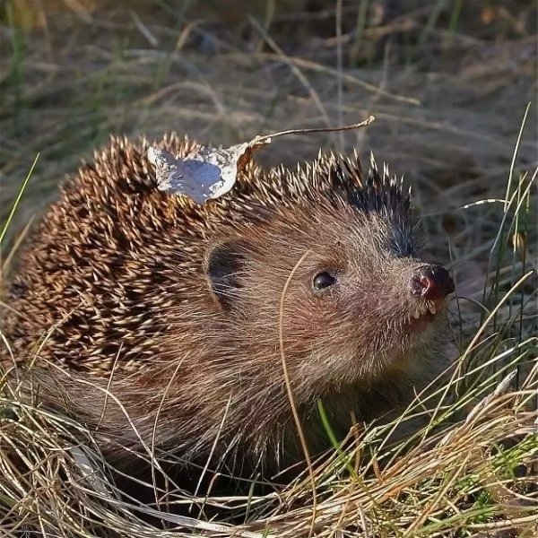 Ежик весной