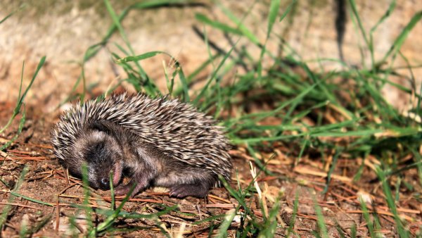 Ежик и подснежники