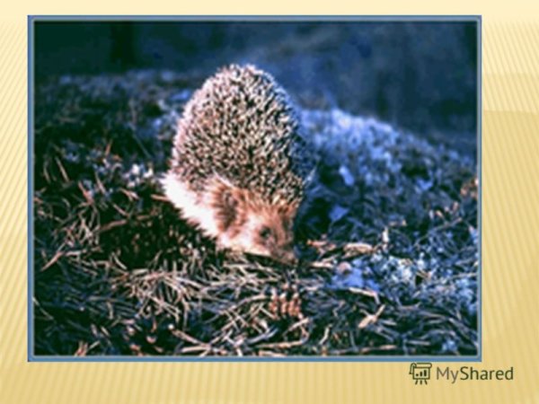 Животные весной в лесу