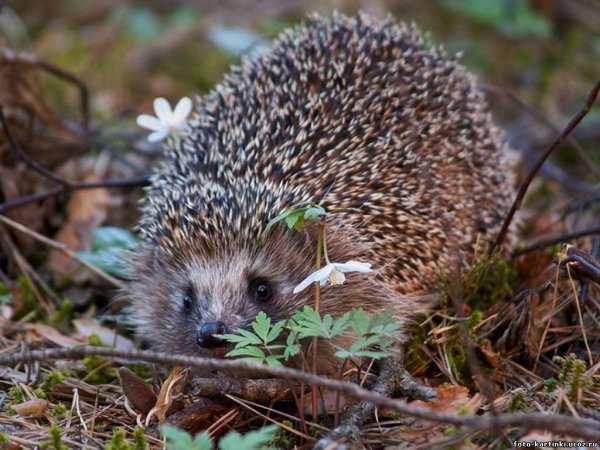Ежик в зимнем лесу