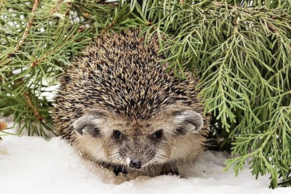 Анимация Ежик в лесу