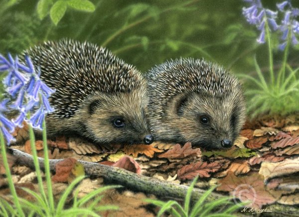 Ежик весной