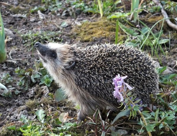 Милые весенние иллюстрации