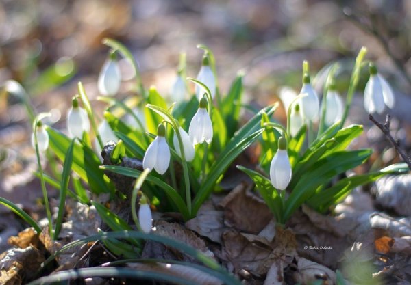 Подснежники с пожеланиями
