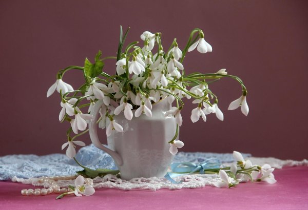 Первоцветы галантусы