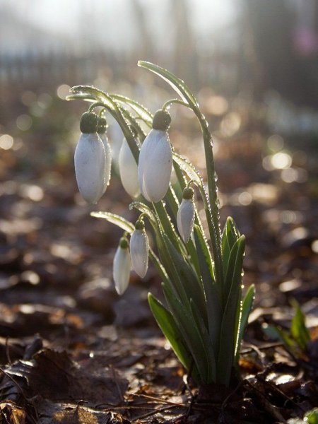 Доброе утро/ весны в ДКГЕ
