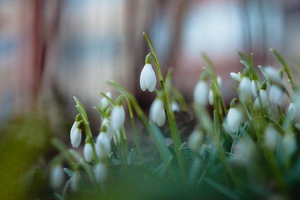 Доброе утро Весна подснежники
