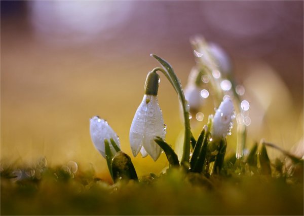 Букет подснежников в корзине