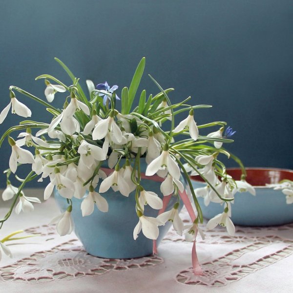 Весенние цветы