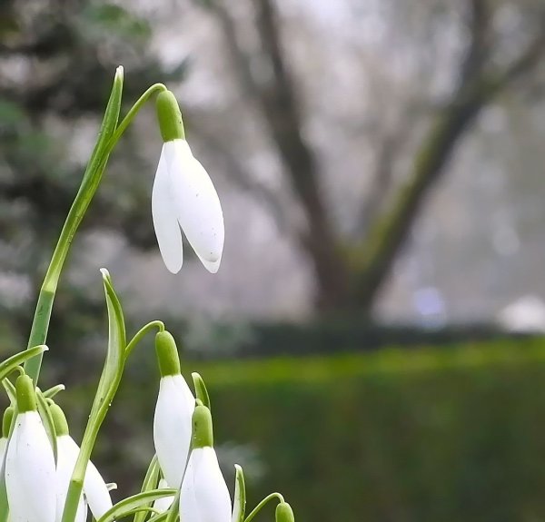 Пролески Поляна
