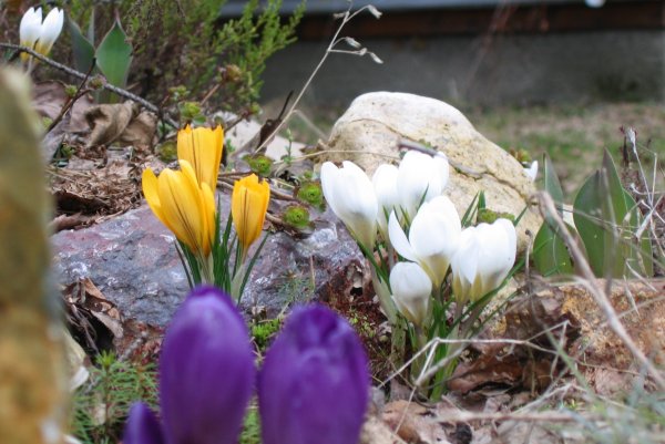 Чудесного весеннего дня подснежники