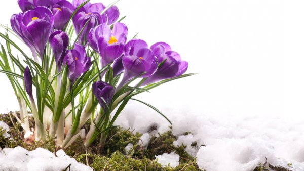 Открытки со стихами о весне