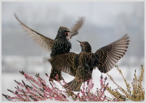 Животные и птицы весной