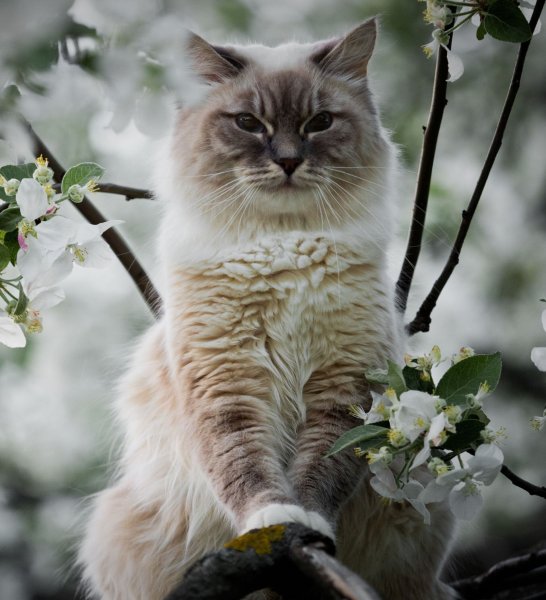 Котята весной