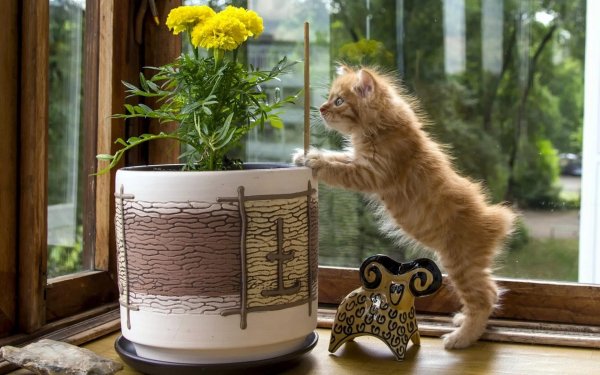 Котята в цветочном горшке