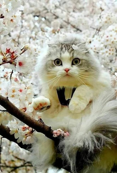 Весенние кошки