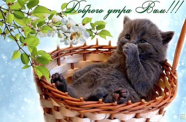 Доброе утро животные Весна