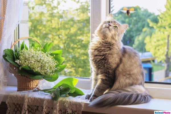 Кот на подоконнике Весна