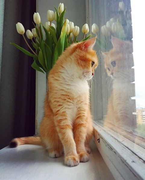 Рыжий котенок на подоконнике