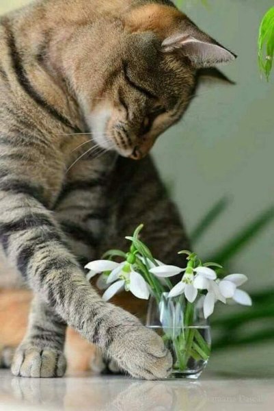 Котёнок с цветком