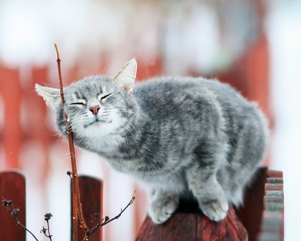 Позитивные коты