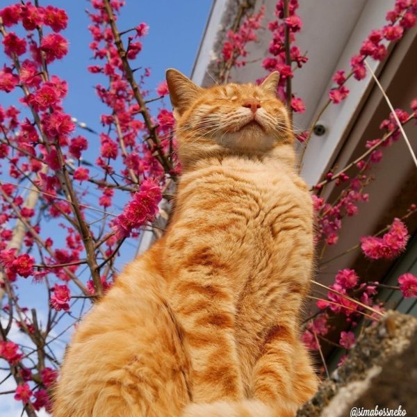 Скоро Весна