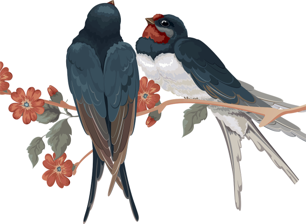 Ласточка на белом фоне