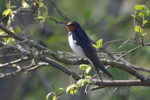 Ласточка весной