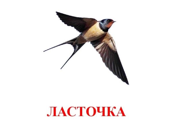 Карточки для детского сада Ласточка