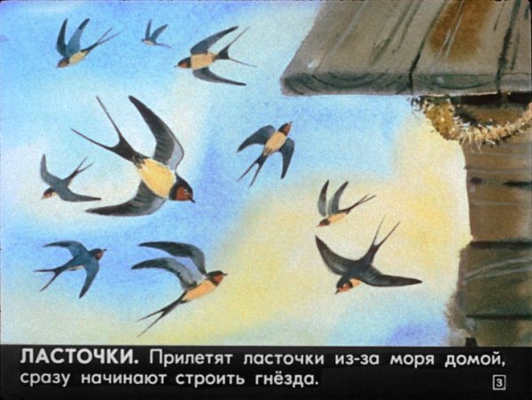 Ласточки прилетают весной