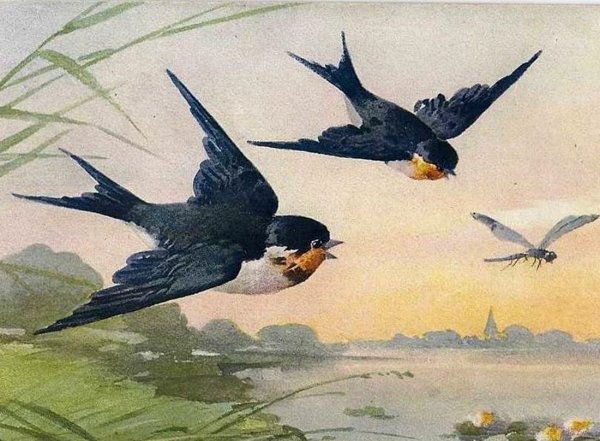 Чарльз Войси ласточки