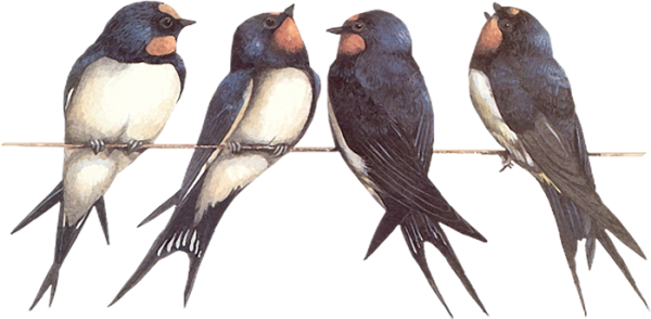 Четыре ласточки