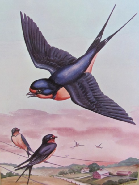 Ласточка картина