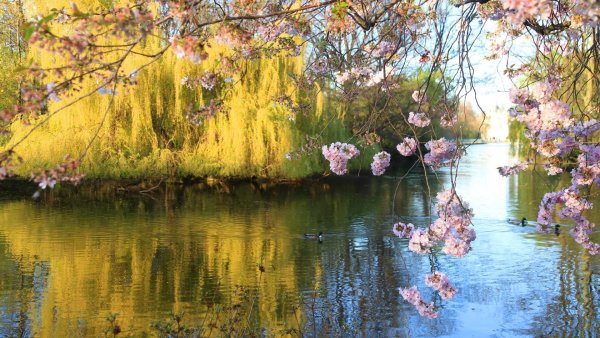 Цветущее дерево у воды