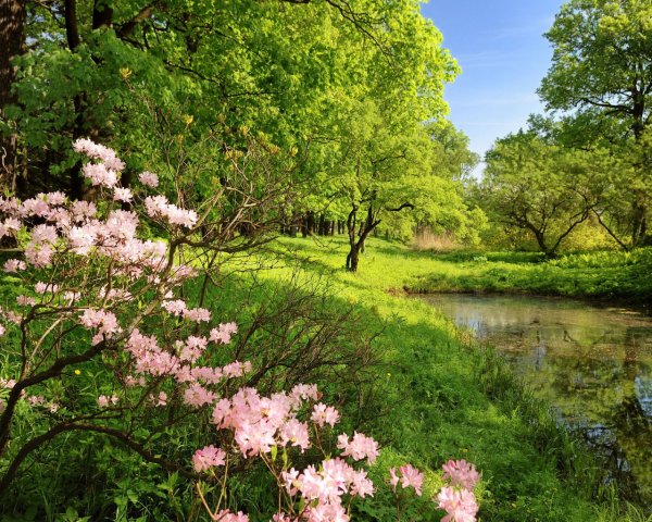 Летняя природа