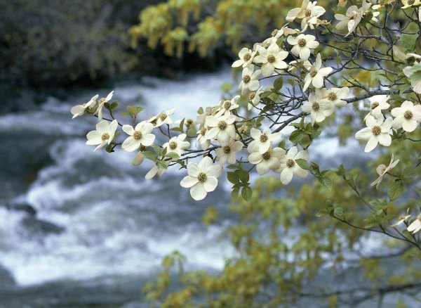 Кизил белый