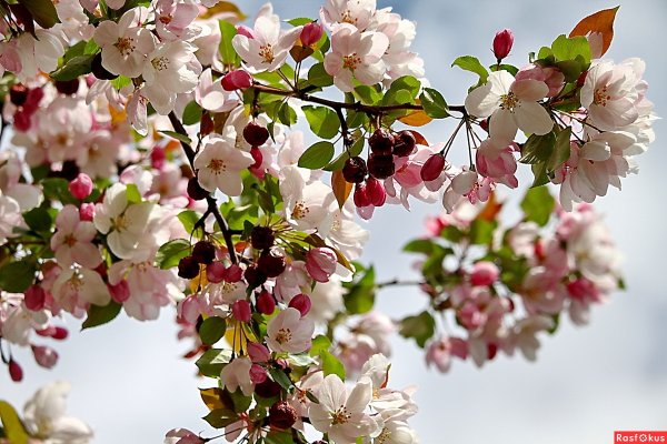 «Цветущие яблони» Клож