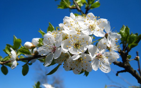 Цветущая яблоня