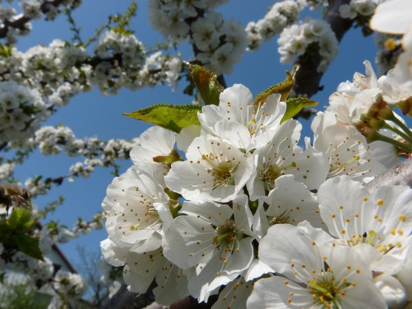 Весна Яблоневый цвет