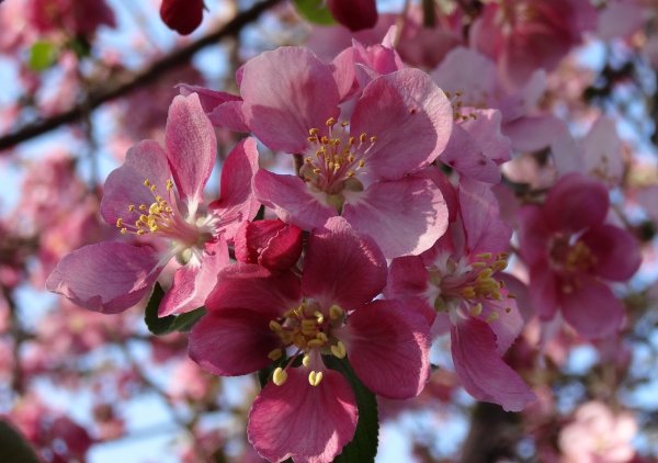 Яблоня ред кетти цветение