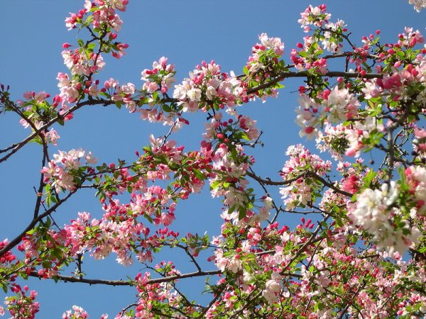 Яблоневое дерево цветет