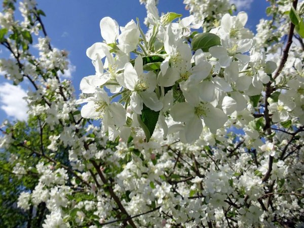 Цветущая яблоня