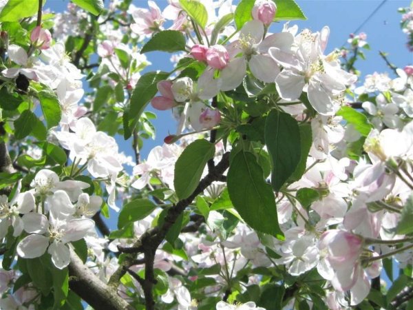 Черемуха и яблоня