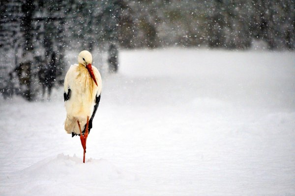 Весна запоздала