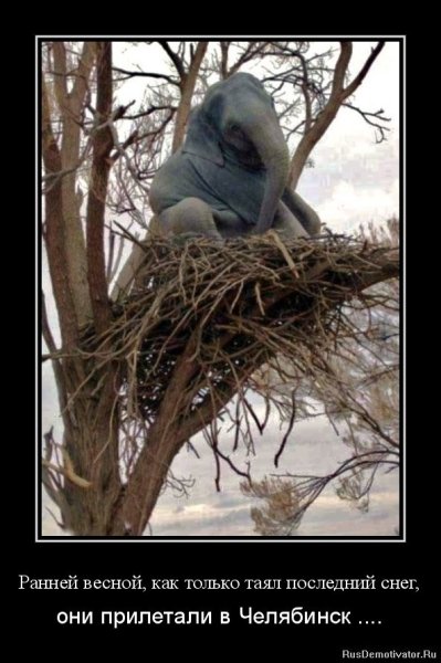 Смешной кот в снегу