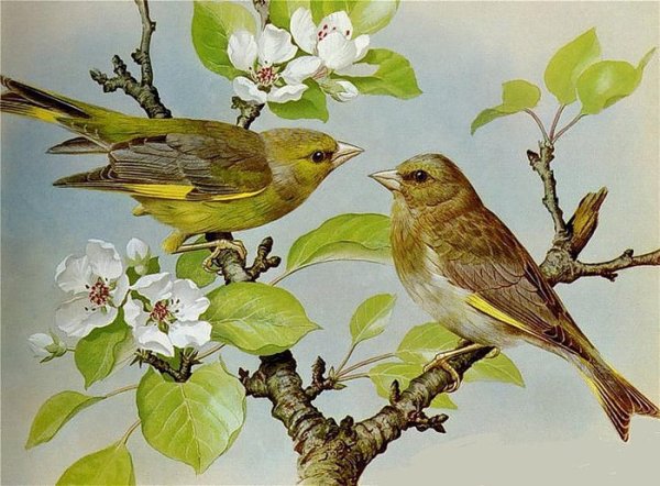 Жизнь птиц весной